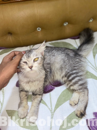 Persian Cat Female